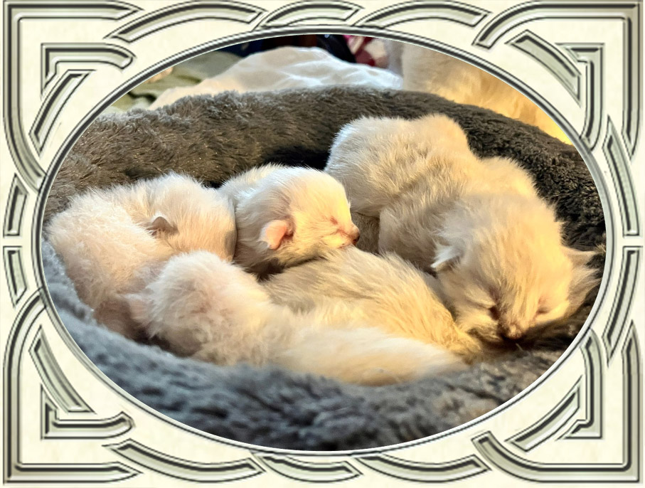 Celtic ragdolls cheap